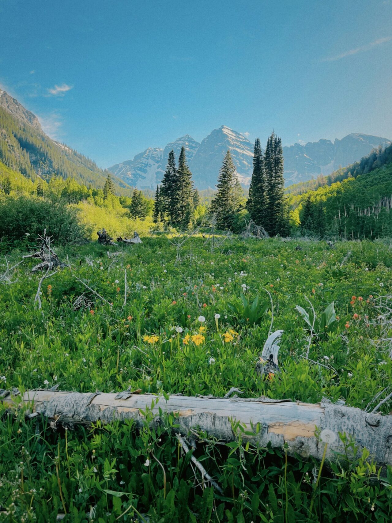 green meadow with mountains and trees in the background