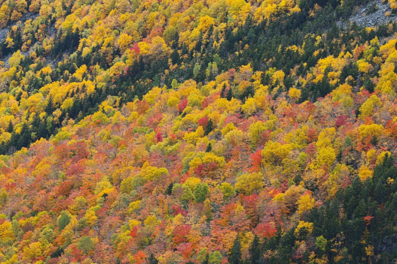 Fall Foliage in Aspen | October Views & Luxury Downtown Stay